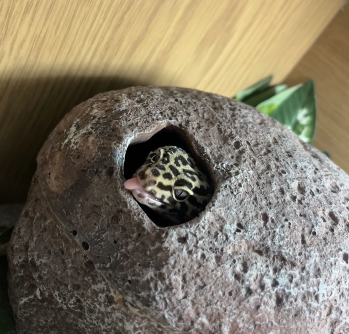 Leopard gecko peeking out from its hide